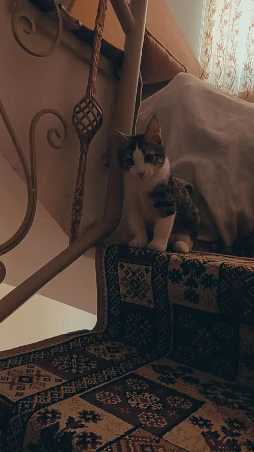 واگذاری گربه|گربه|بجنورد, |دیوار