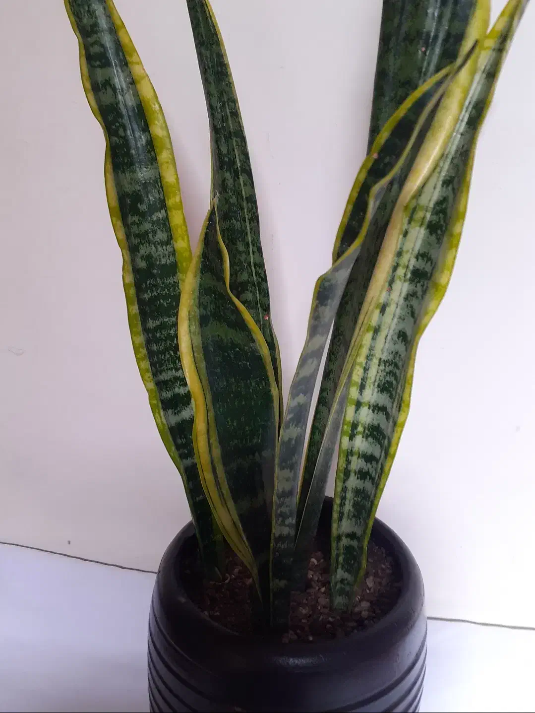 سانسیوریا ابلق شمشیری|گل و گیاه طبیعی|ملایر, |دیوار