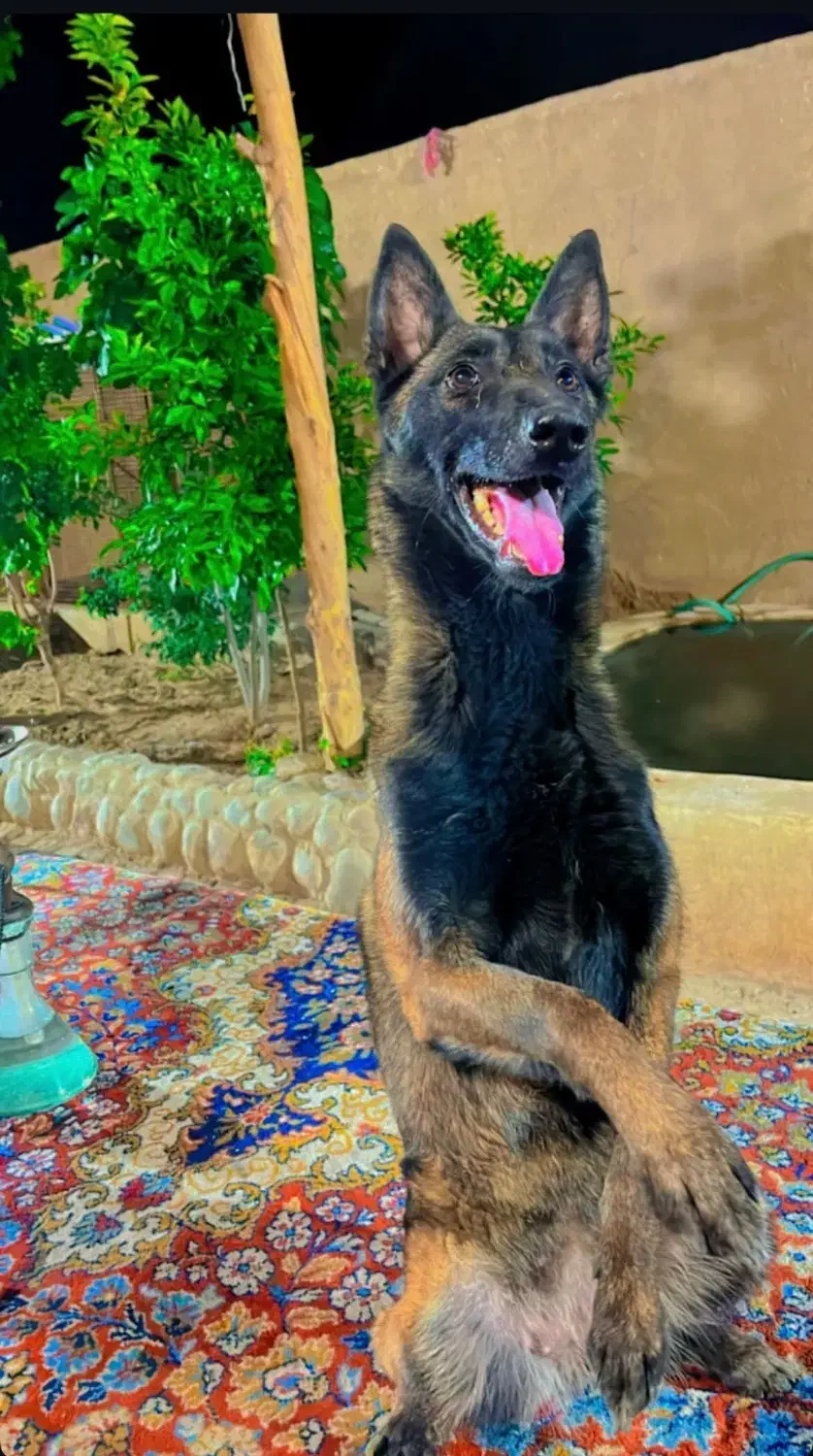 ماده مالینیوز|سگ|یزد, |دیوار