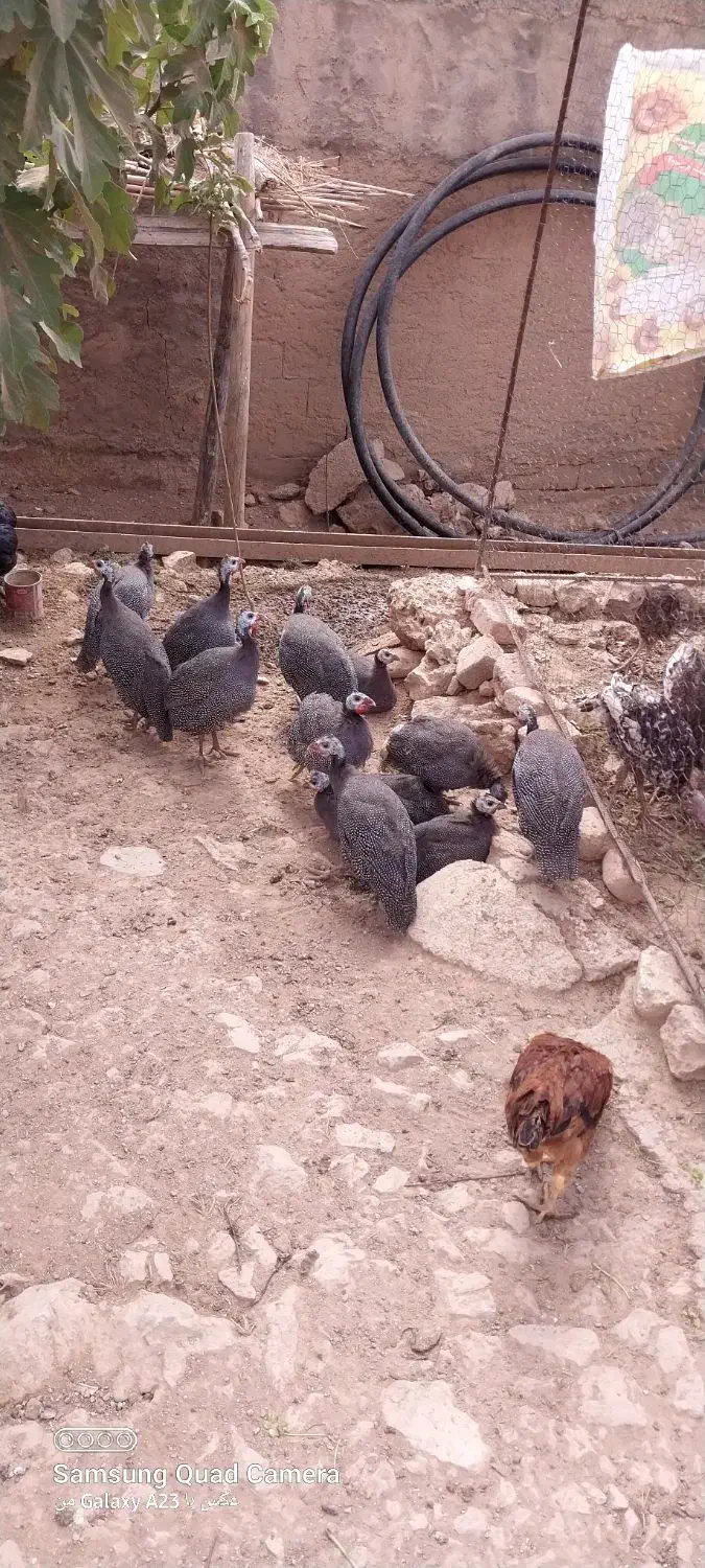 فروش مرغ شاخدار|حیوانات مزرعه|گوآور, |دیوار