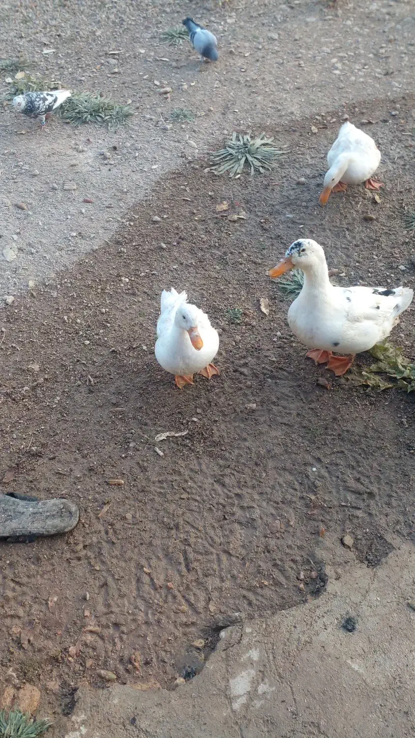 اردک|حیوانات مزرعه|یاسوج, |دیوار