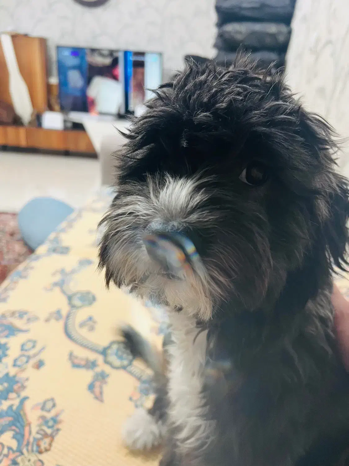 سگ شیتزو تریر|سگ|تهران, خلیج فارس|دیوار