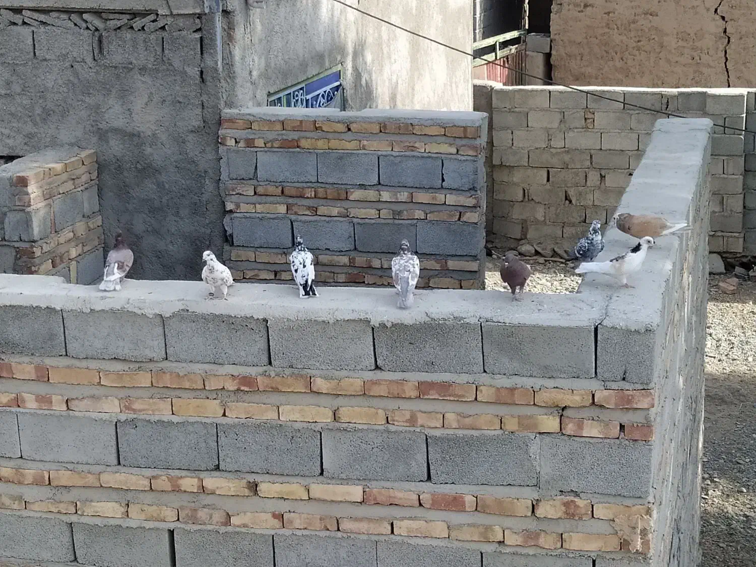 کبوتر تهرانی و ساده پر|پرنده|دامن, |دیوار