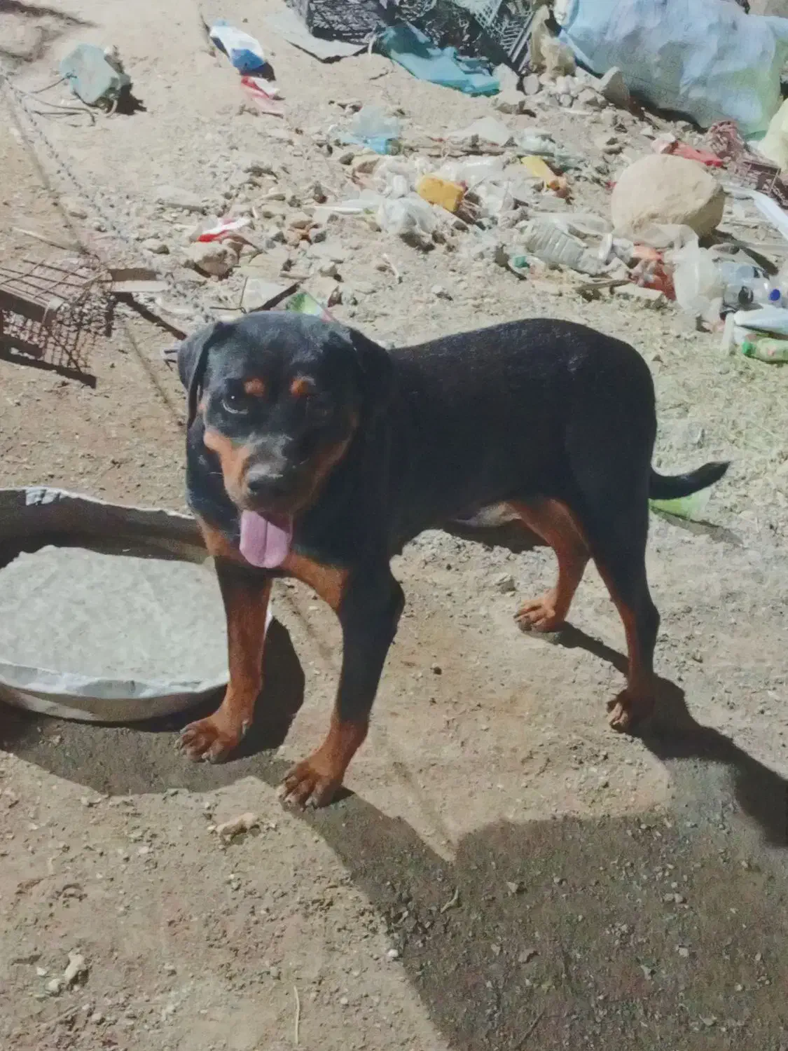 سگ گمشده|حیوانات|توکهور, |دیوار