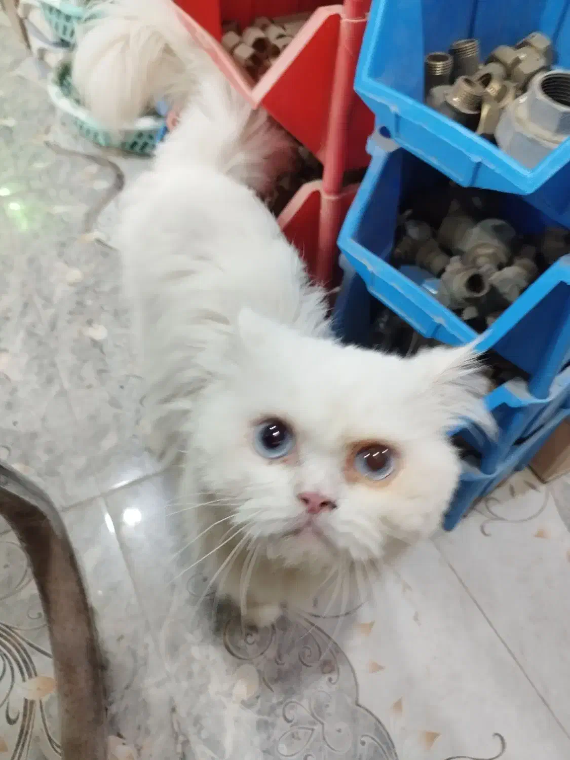 گربه پرشین ماده|گربه|کنارک, |دیوار