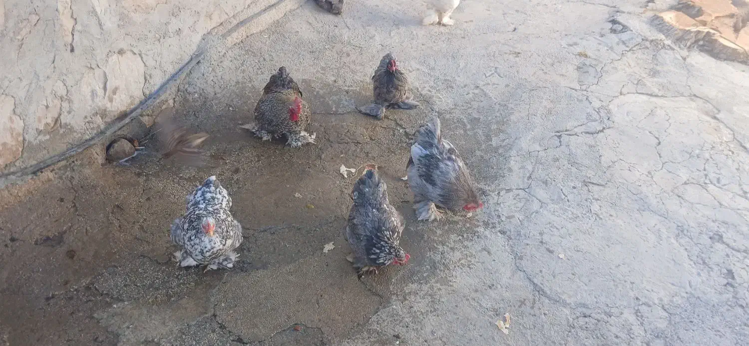 تعدادی مرغ کوشین دم خرگوشی|حیوانات مزرعه|سرپل ذهاب, |دیوار