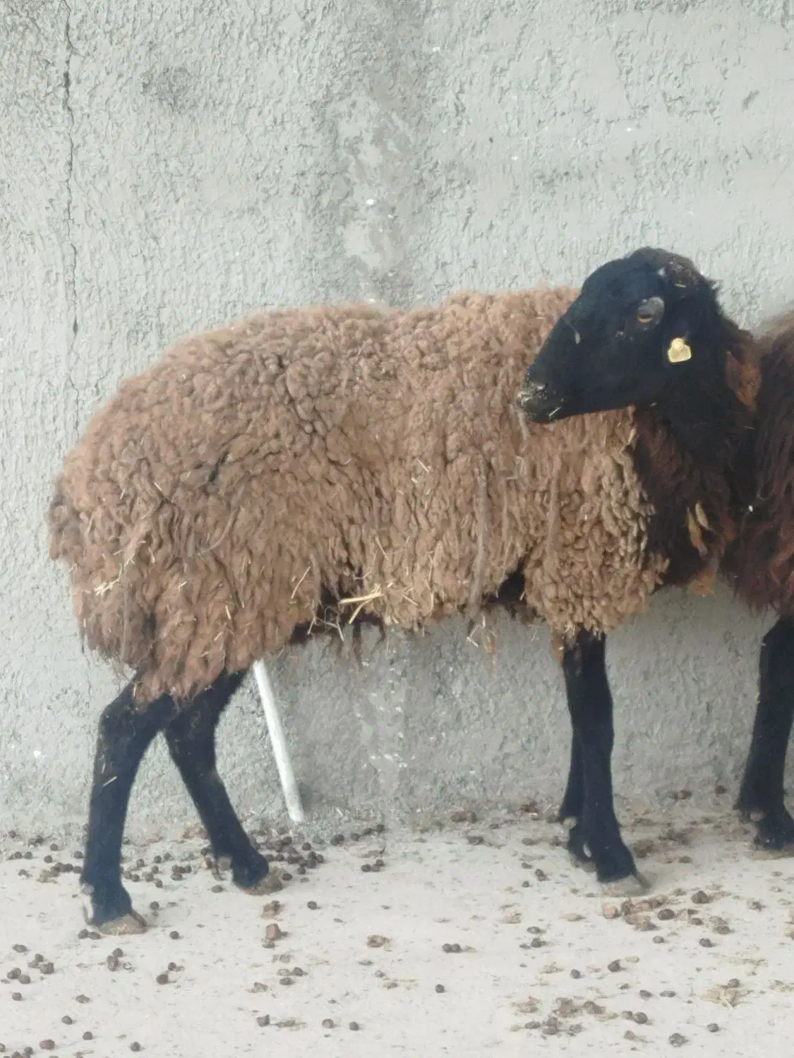 فروش گوسفند|حیوانات مزرعه|رباط‌کریم, الارد|دیوار