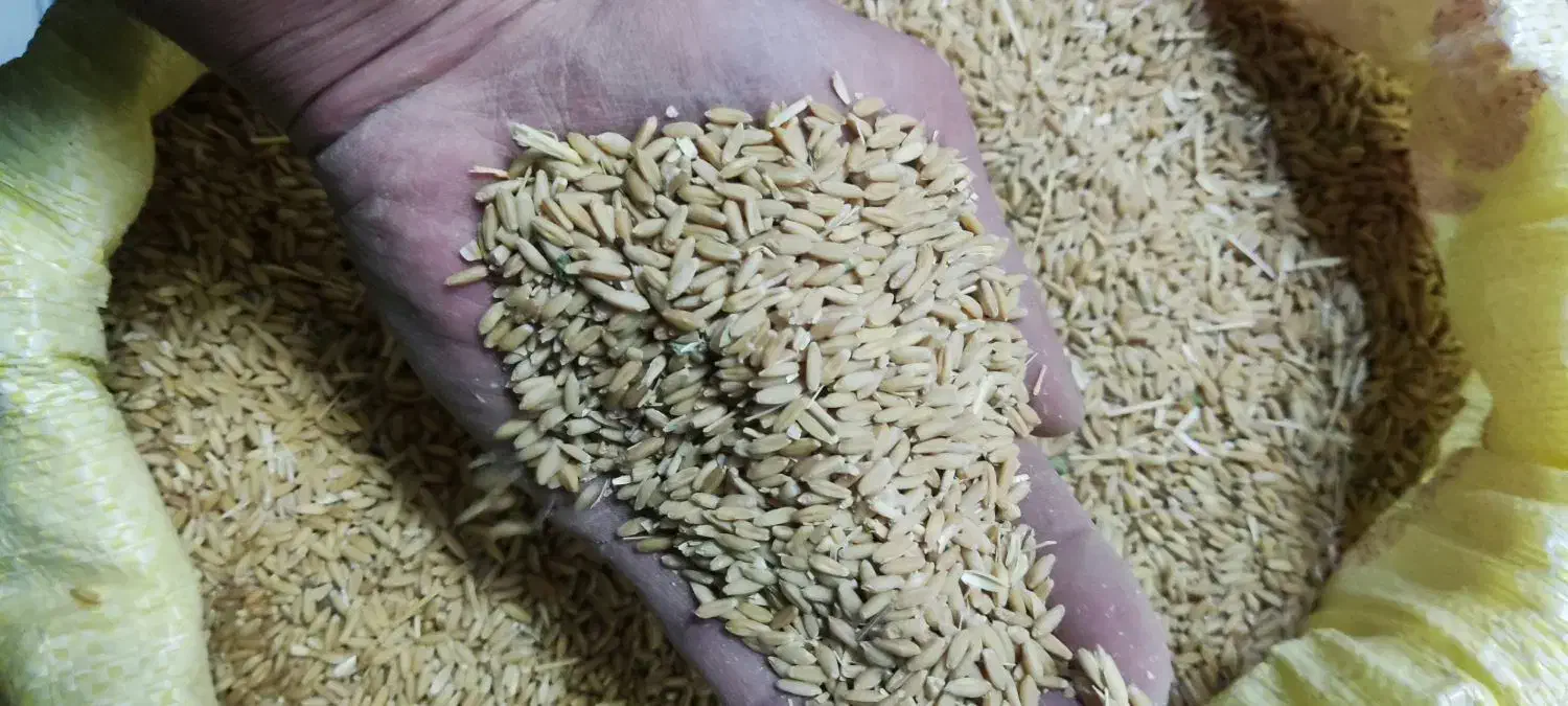 گندم|عمدهفروشی|کشاورز, |دیوار