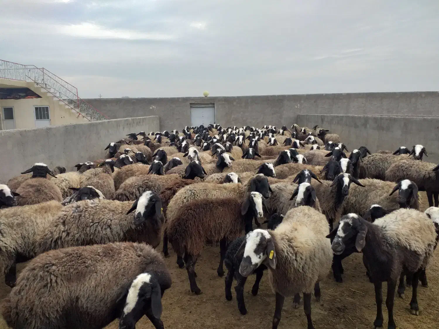 میش اصیل شال|حیوانات مزرعه|قزوین, |دیوار