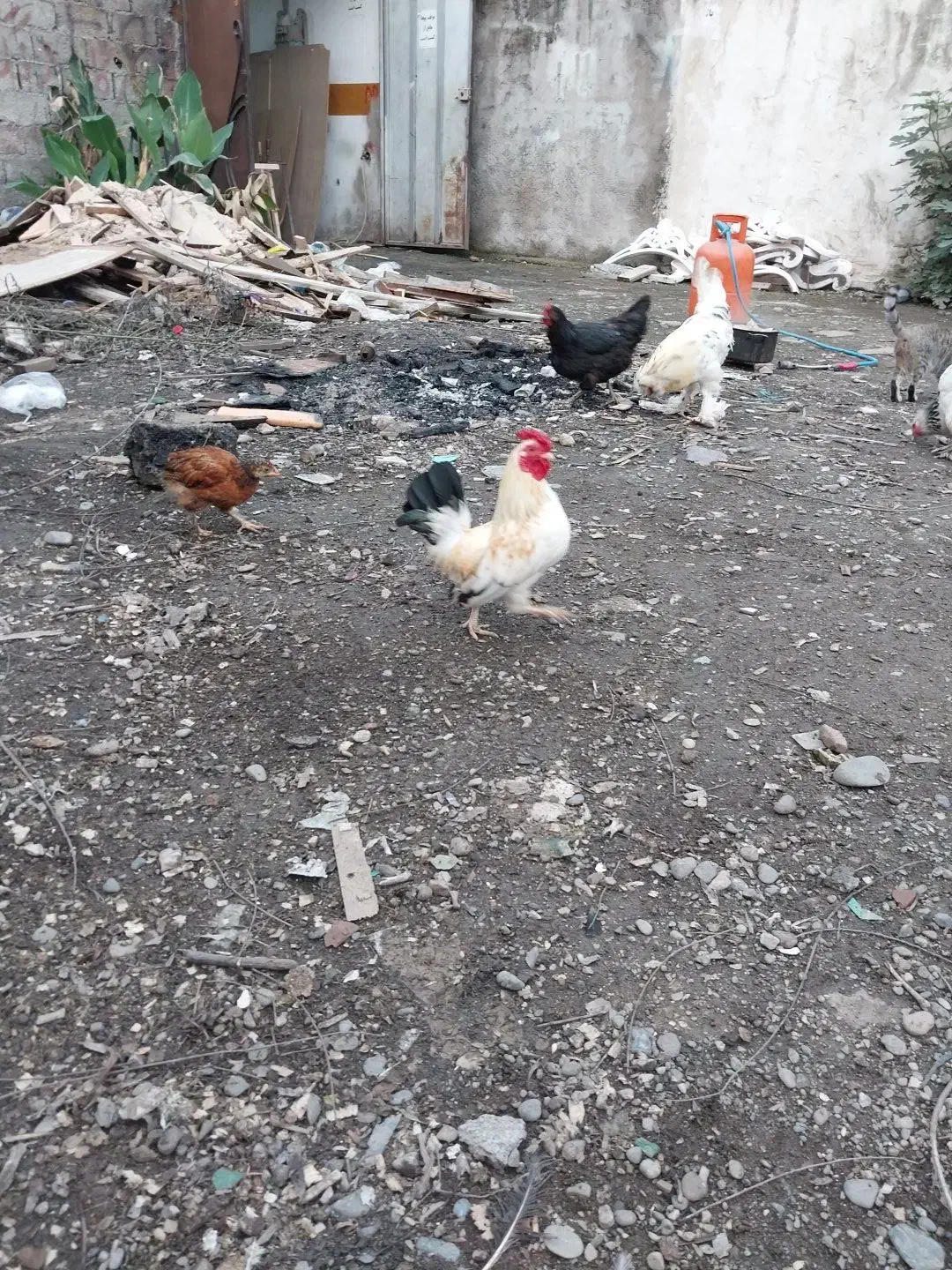 مرغ خروس مینیاتوری|حیوانات مزرعه|رشت, خرسندی|دیوار