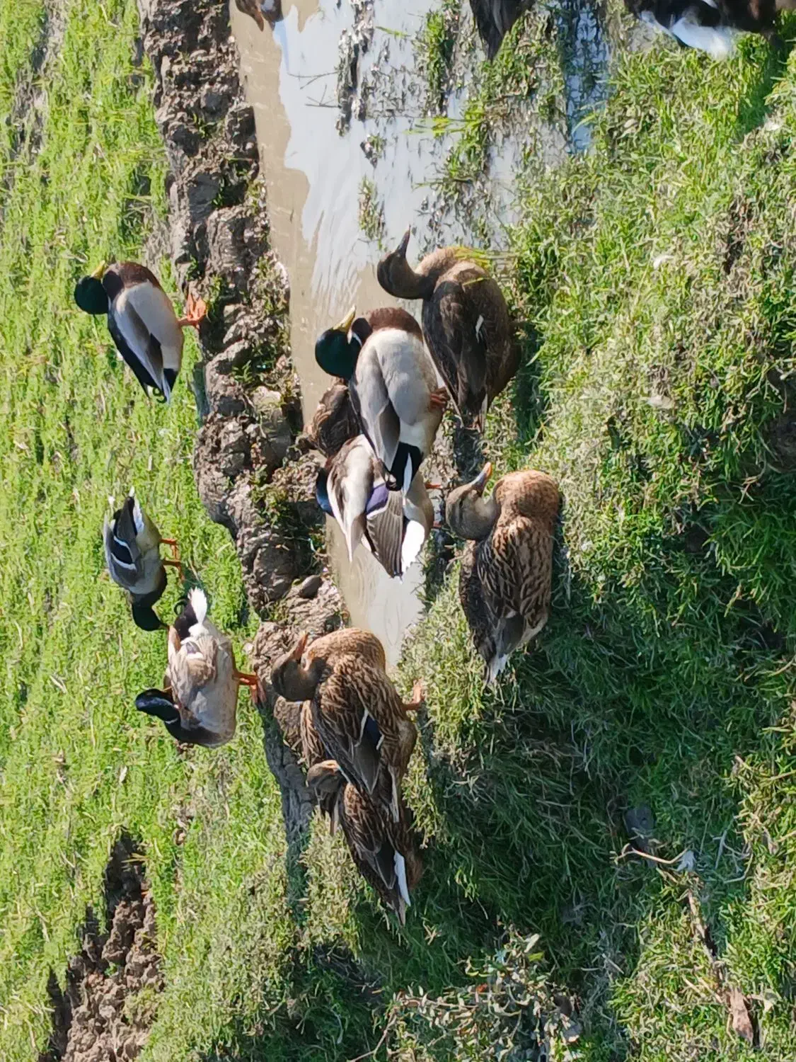 ۸عدد اردک نمایی(پروازی)|حیوانات مزرعه|رشت, بازار|دیوار