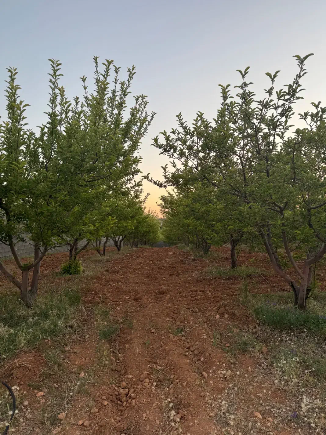 باغ شهری سه راهی قره چمن|فروش دفتر صنعتی، کشاورزی، تجاری|شیراز, کودیان|دیوار