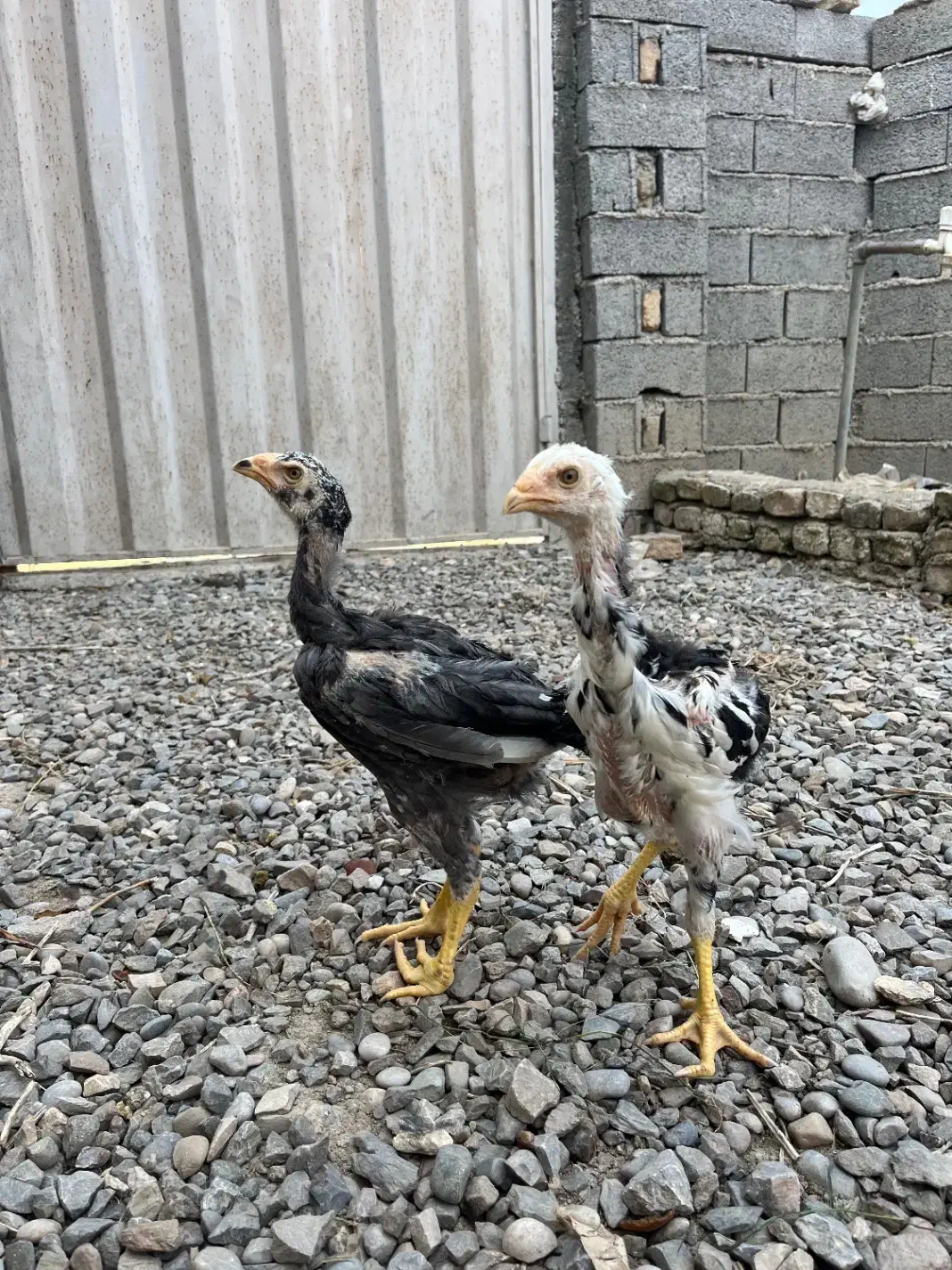 جوجه لاری ۸۰ روزه|حیوانات مزرعه|ساری, |دیوار