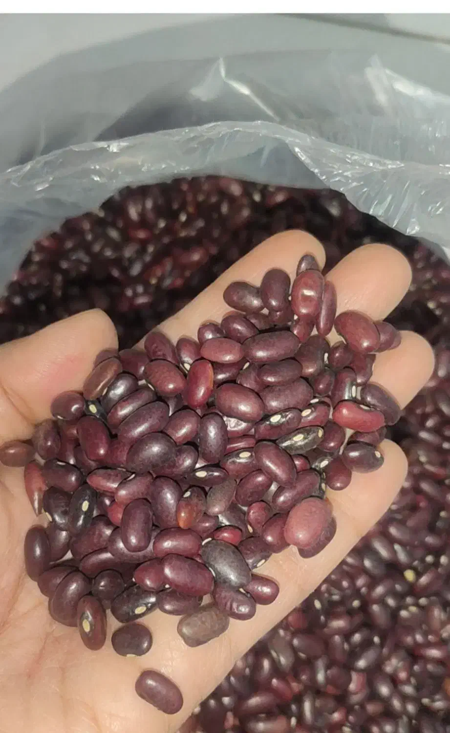 ۲۰۰ کیلو لوبیا قرمز کیلو ۱۵۰|خوردنی و آشامیدنی|کرج, نوروزآباد|دیوار