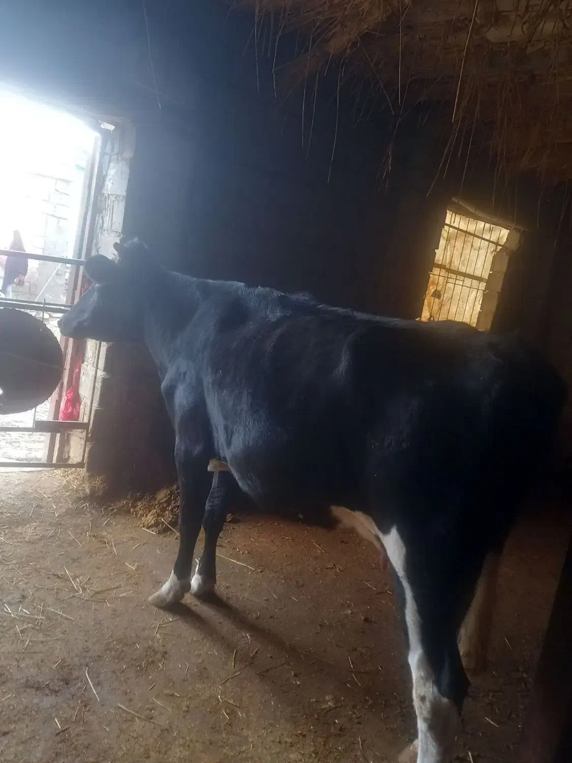 گاو فروشی|حیوانات مزرعه|شیروان (خراسان), |دیوار