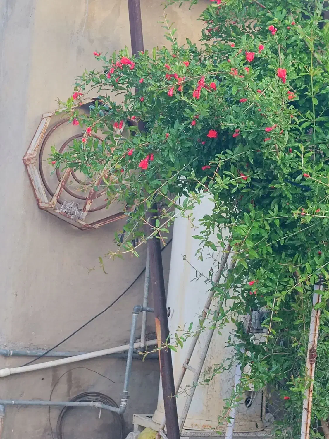 آبگرمکن|آبگرمکن، پکیج، شوفاژ|باشت, |دیوار