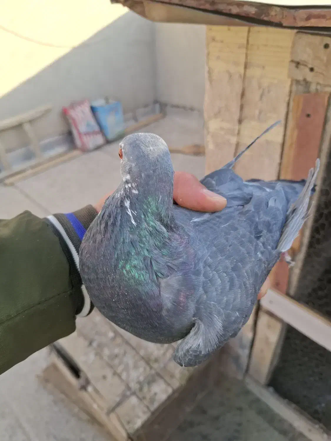 کبوتر پلاکی|پرنده|اصفهان, مهدی آباد|دیوار