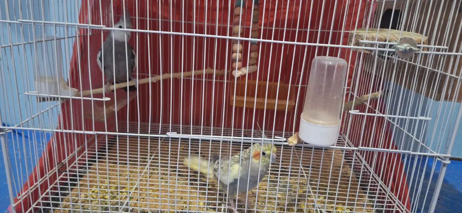 فروش عروس هلندی|پرنده|تربت جام, یحیی آباد|دیوار