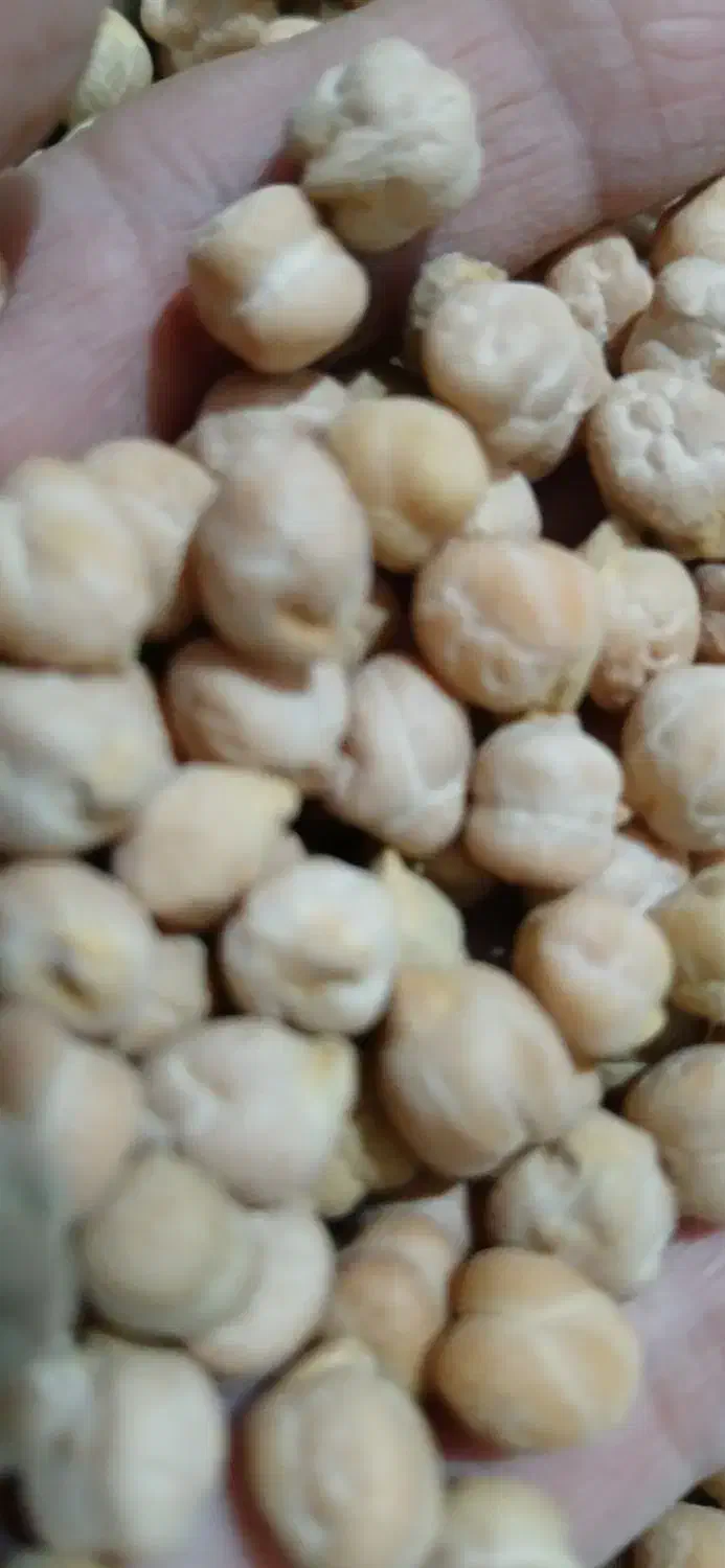 نخود|حراج|قم, نیروگاه|دیوار