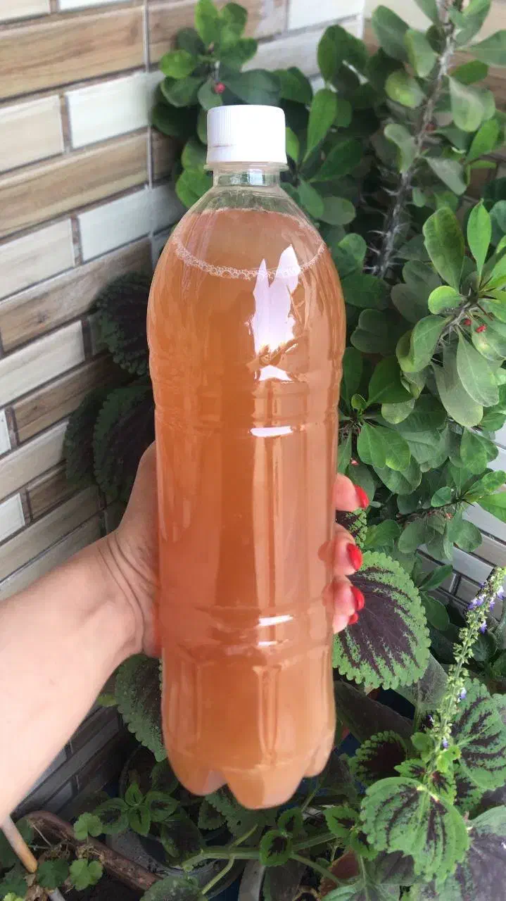 نعناع خشک آبغوره|خوردنی و آشامیدنی|بندر گز, |دیوار