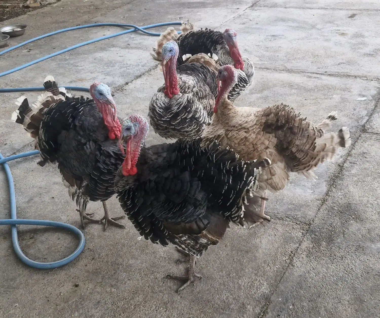 فروش بوقلمون ،با تخفیف پای معامله|پرنده|اندیمشک, |دیوار