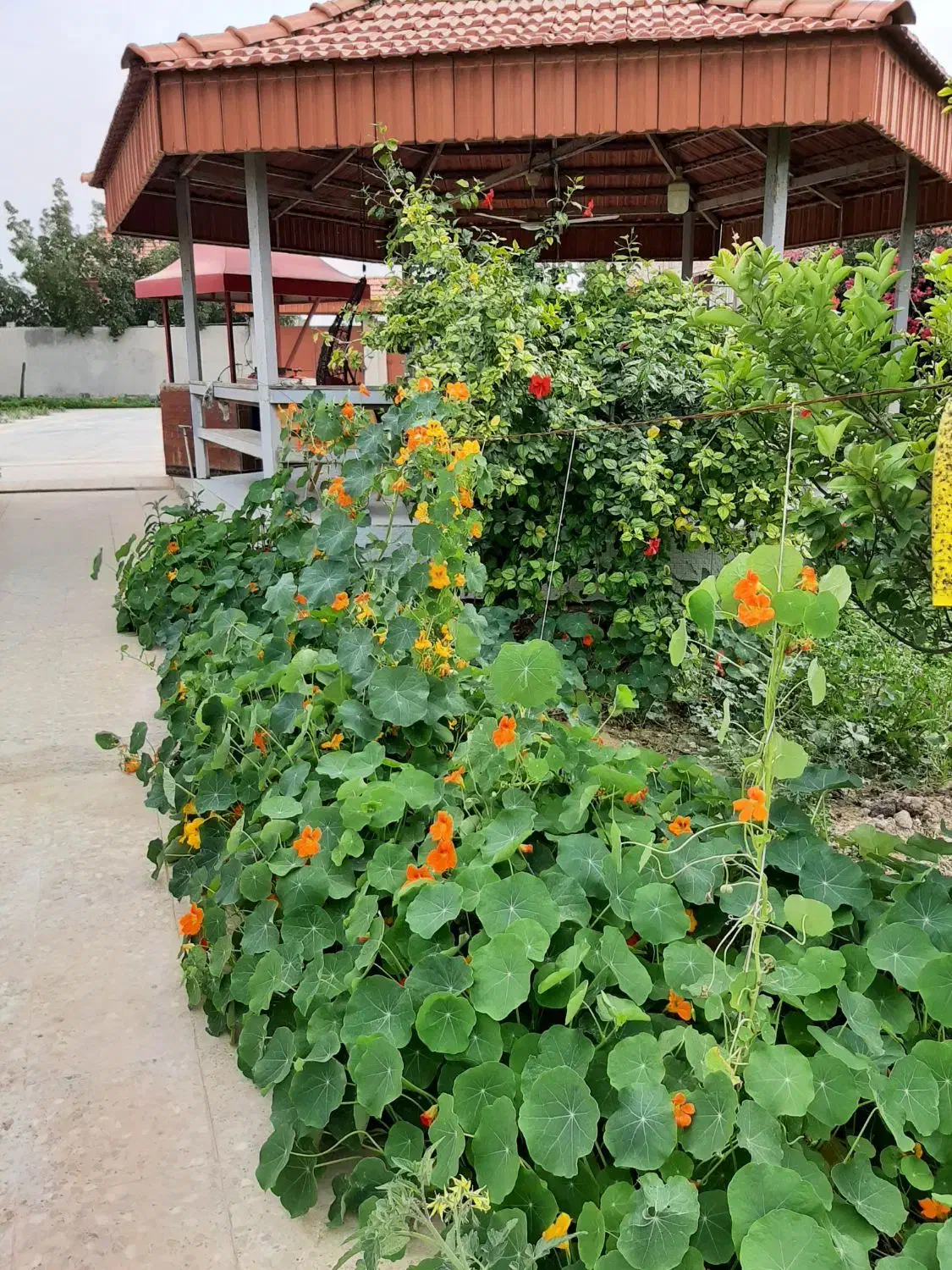 استخدام باغبان ،سرایدار|استخدام سرایداری و نظافت|بوشهر, |دیوار