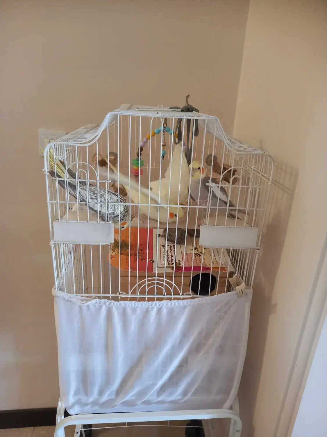 عروس هلندی|پرنده|تهران, سازمان آب|دیوار