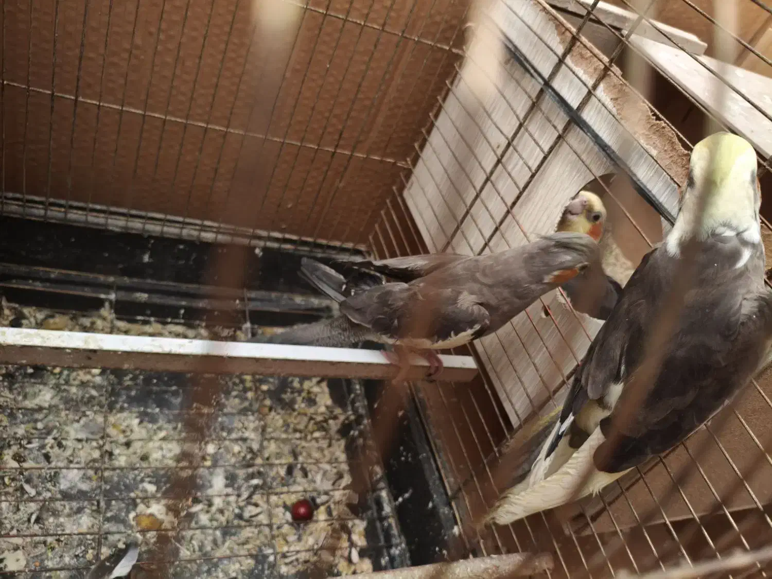 ی جفت عروس هلندی بالغ|پرنده|گرمسار, |دیوار