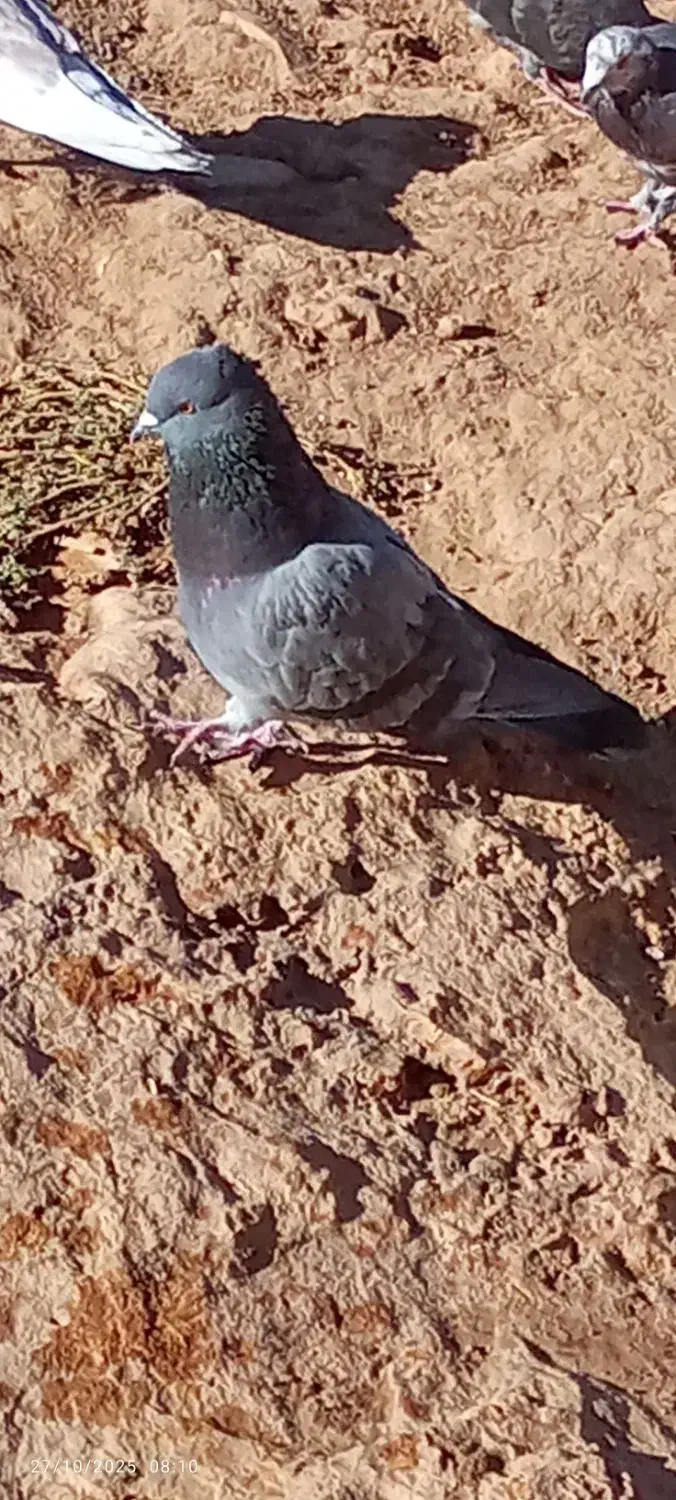 دو عدد کفتر نر مست|پرنده|اسلام‌‌آباد غرب, |دیوار