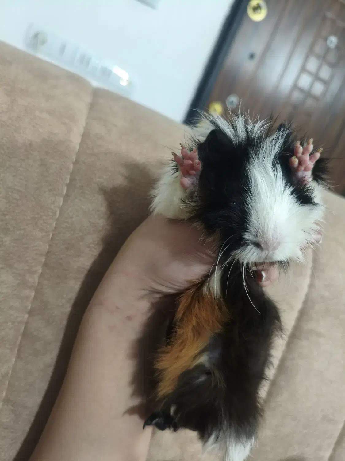 خوکچه هندی|موش و خرگوش|مشهد, نظام دوست|دیوار