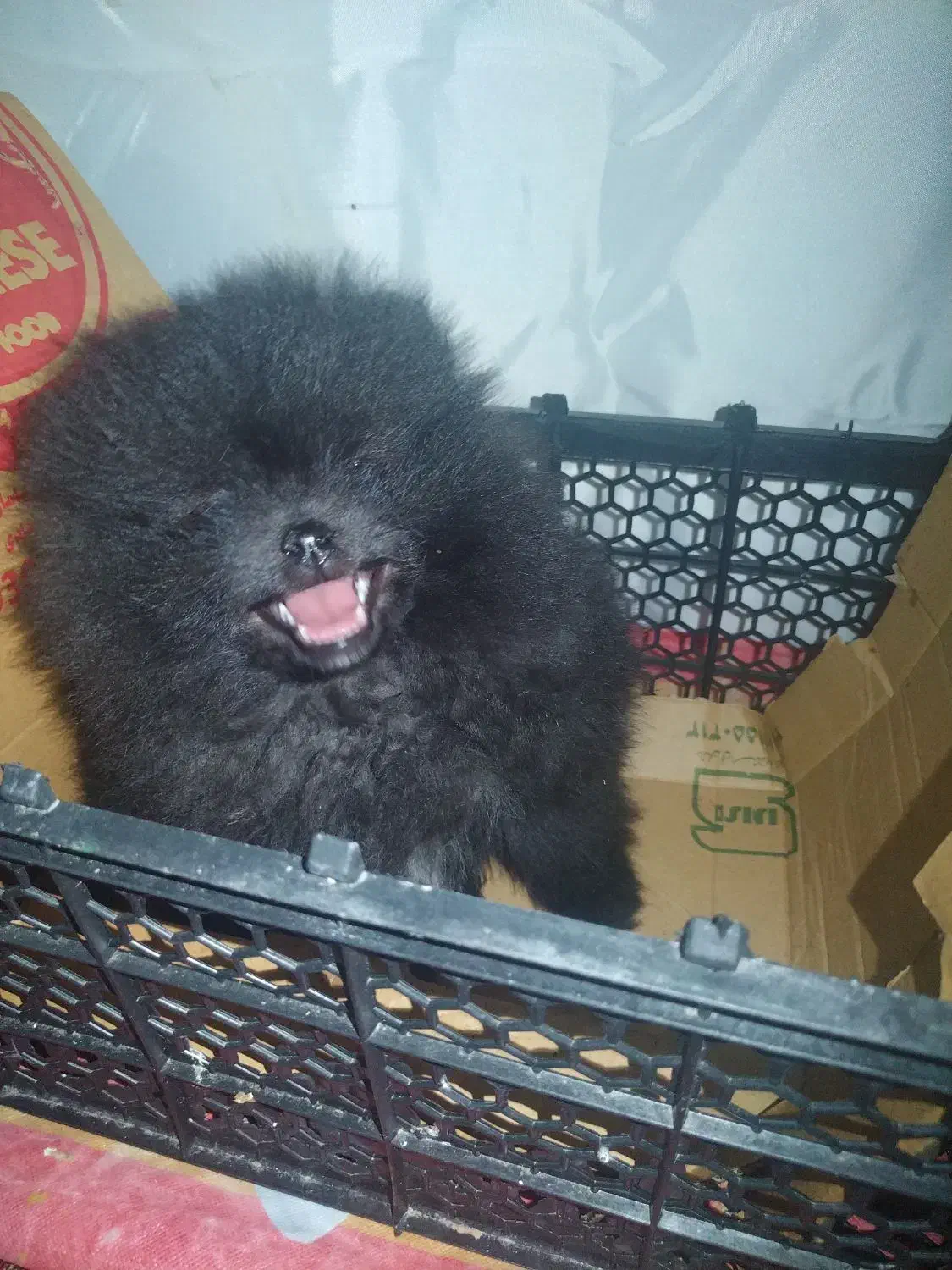 پامر خرسی|سگ|بناب, |دیوار