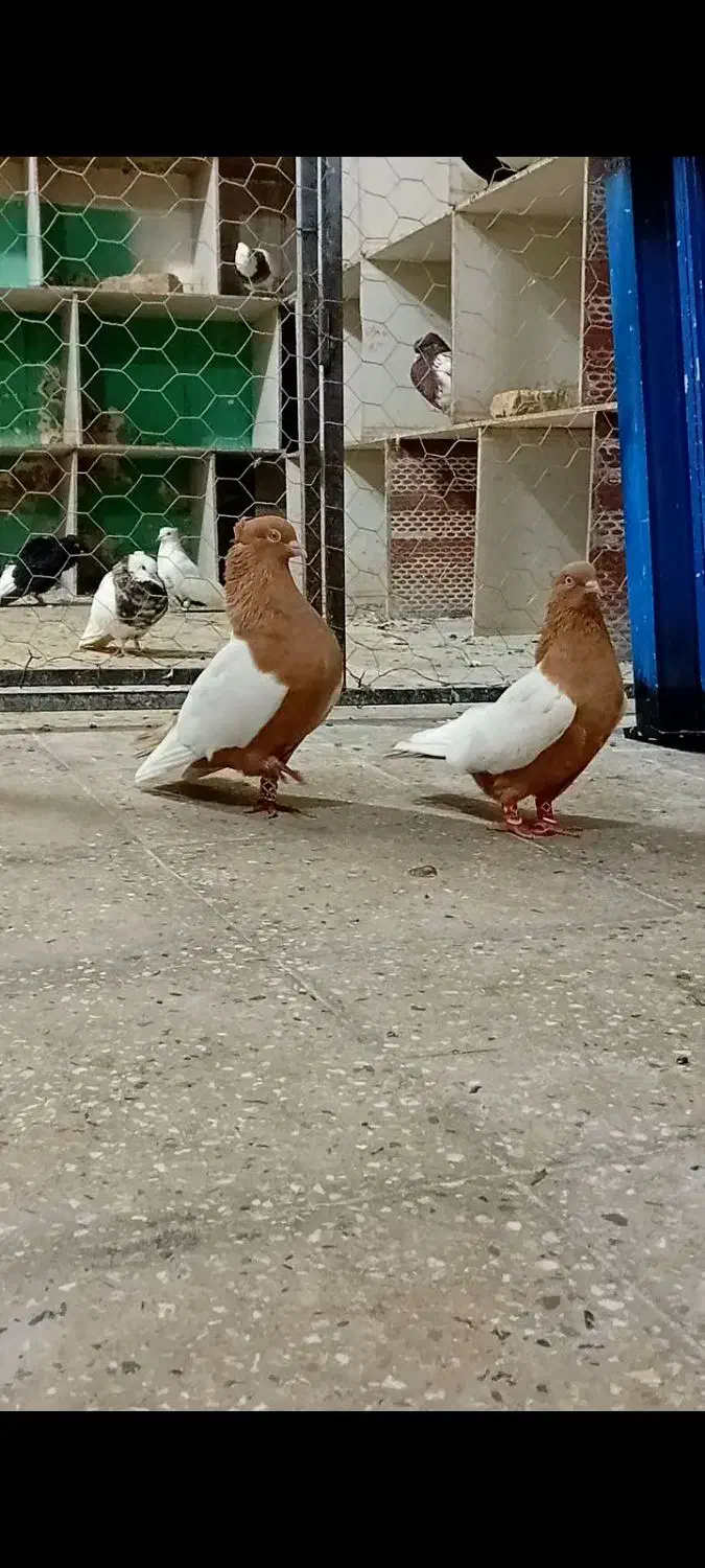 سینه زرد درجه یک کمر بالا|پرنده|اندیمشک, |دیوار