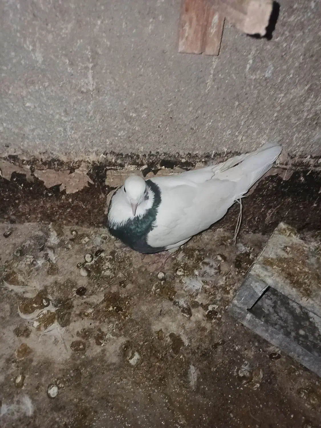 کفتر هم ماده هم نر|پرنده|شیروان (خراسان), |دیوار