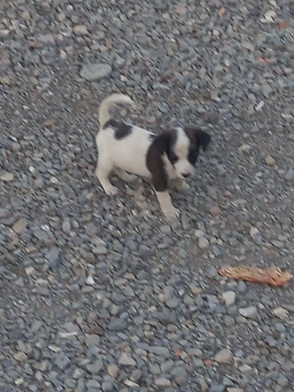 سگ پا کوتاه گم شده|سگ|نیشابور, شهید بهشتی|دیوار