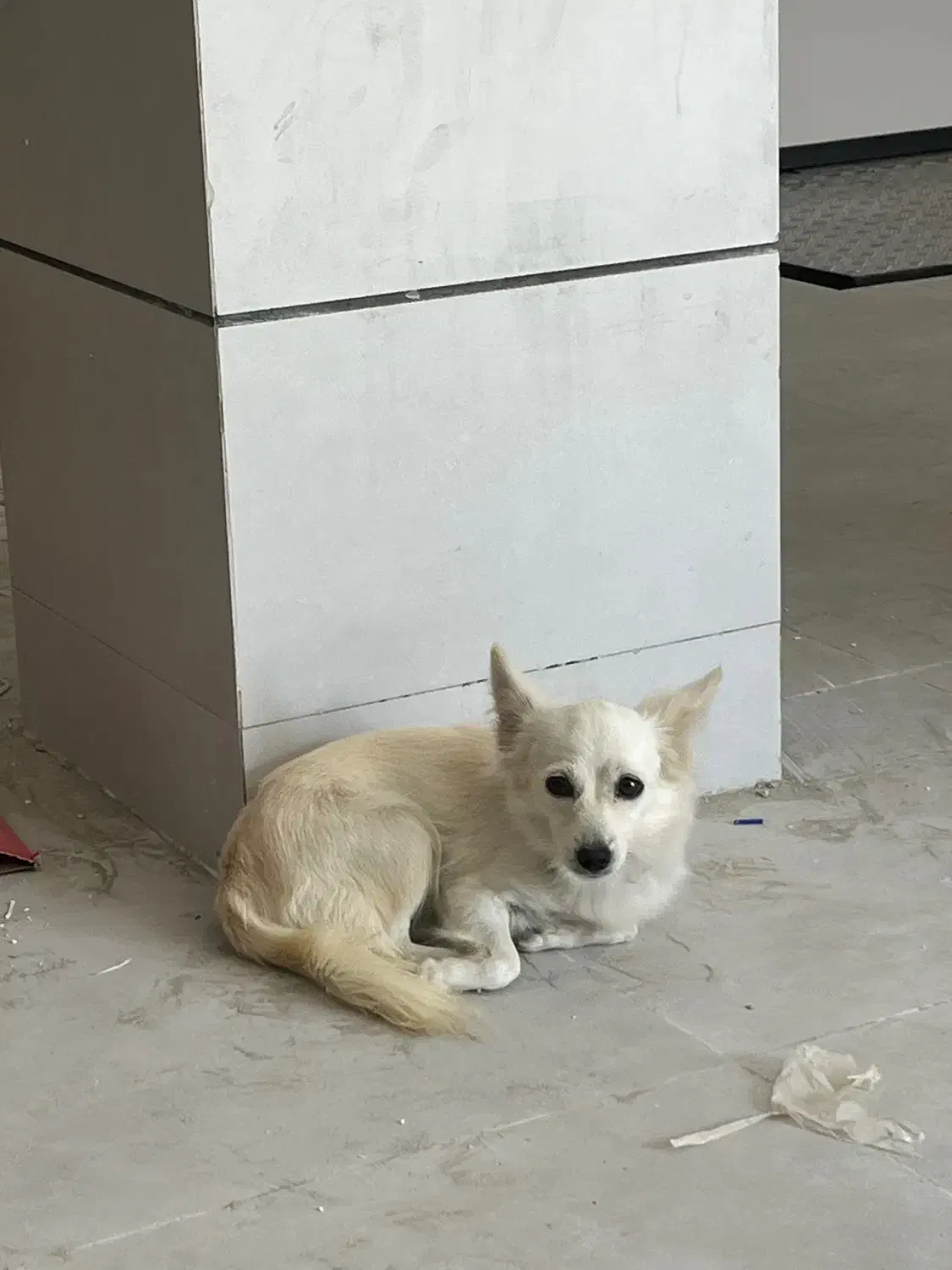 سگ اشپیتز روباهی|سگ|دلوار, |دیوار