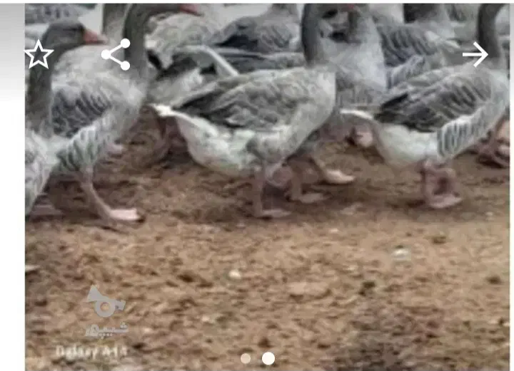 غاز و بوقلمون میفروشم|حیوانات مزرعه|زرگرشهر, |دیوار