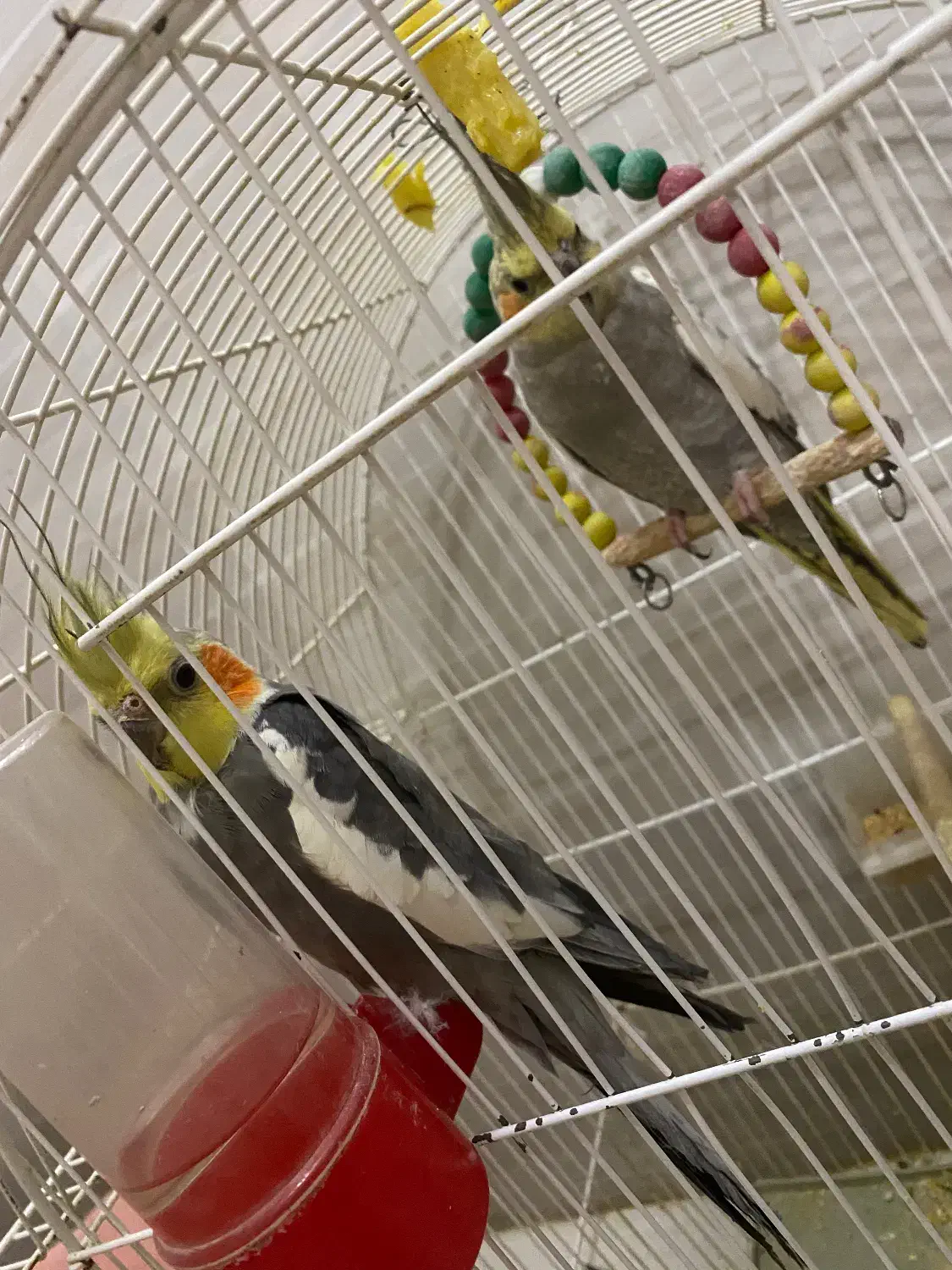 عروس هلندی|پرنده|سبزوار, غرب نیروگاه|دیوار