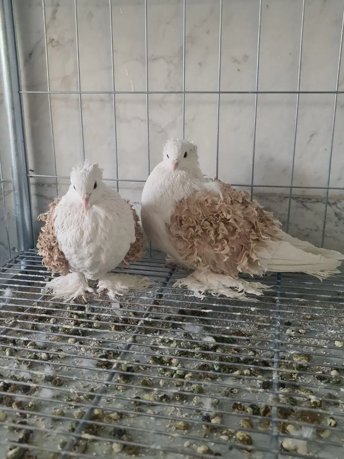 فروش دو جفت کبوتر زینتی جکسون فر پرتقالی|پرنده|اصفهان, عاشقآباد|دیوار