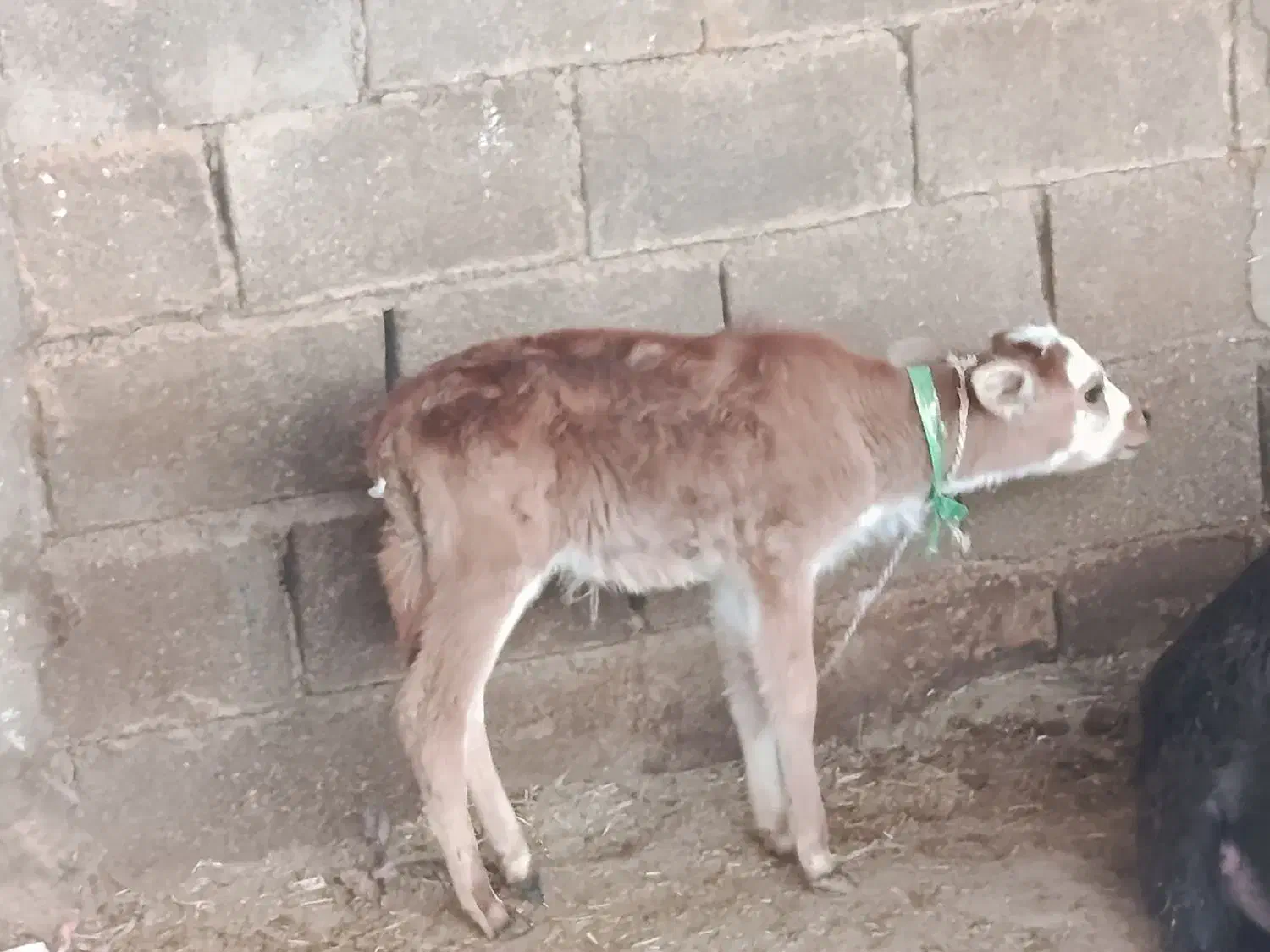 گوساله لری|حیوانات مزرعه|گتوند, |دیوار