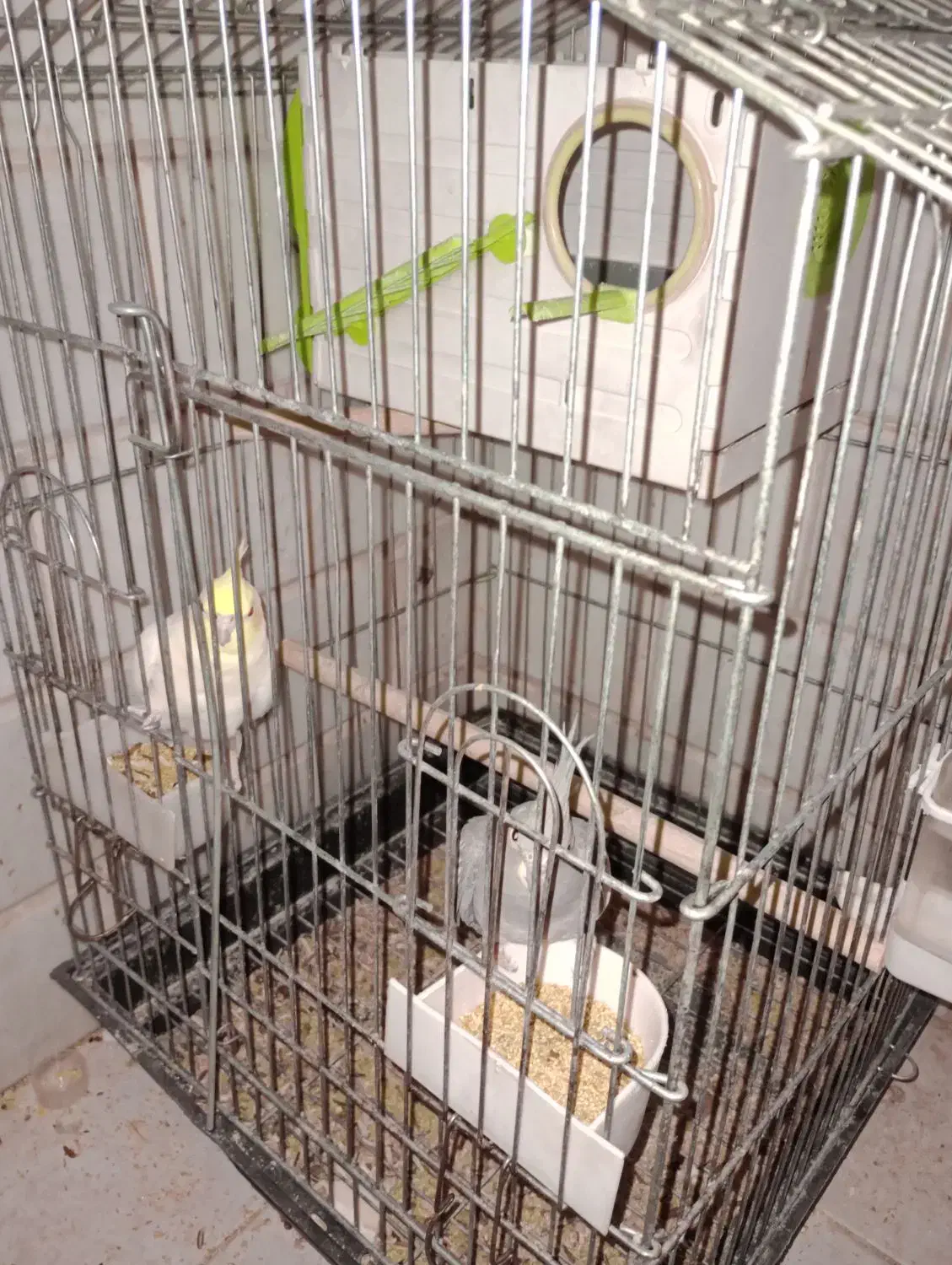 عروس هلندی جفت|پرنده|چهاردانگه (تهران), |دیوار