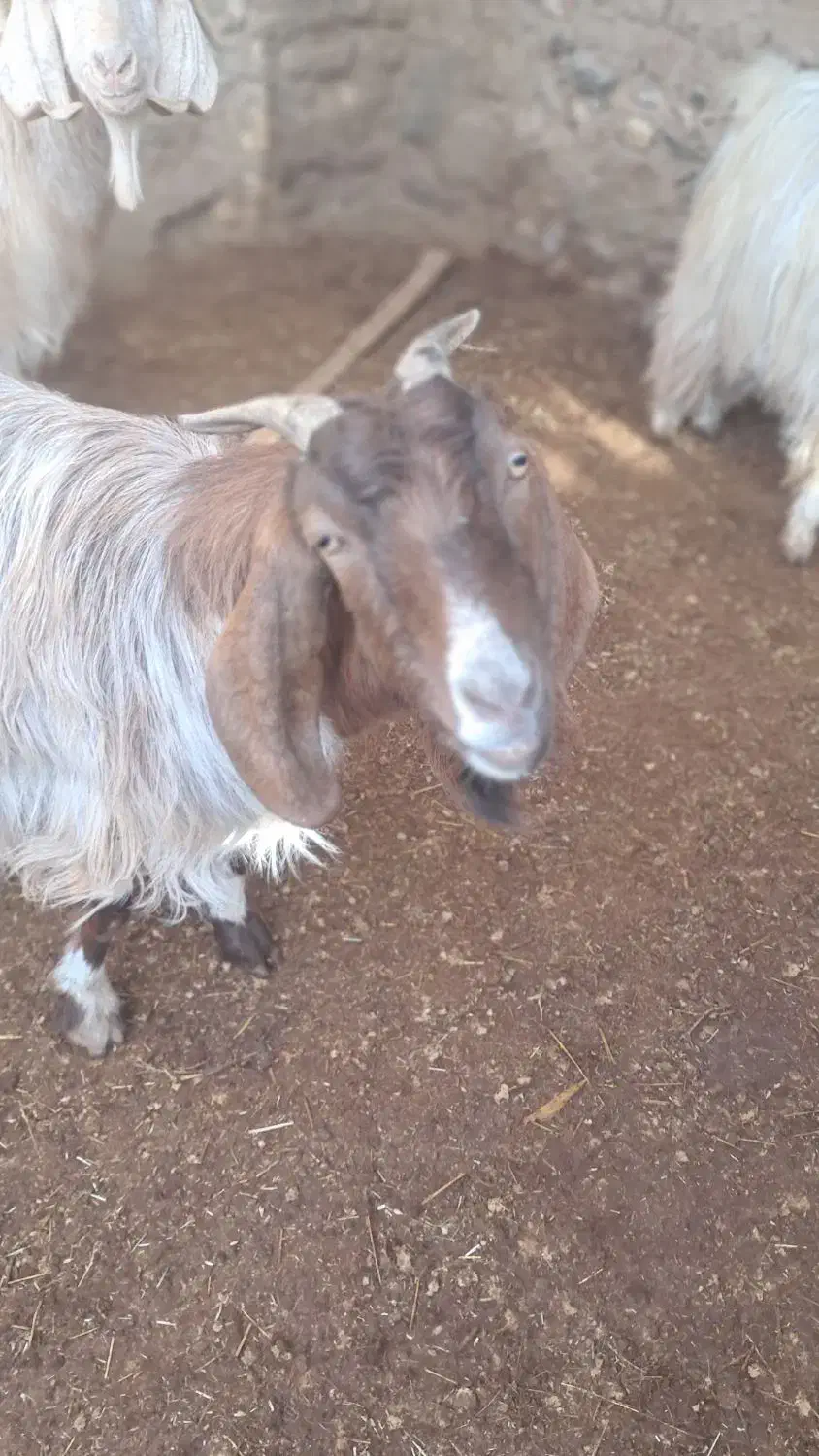 بز آبستن|حیوانات مزرعه|سبزوار, قصبه شرقی|دیوار