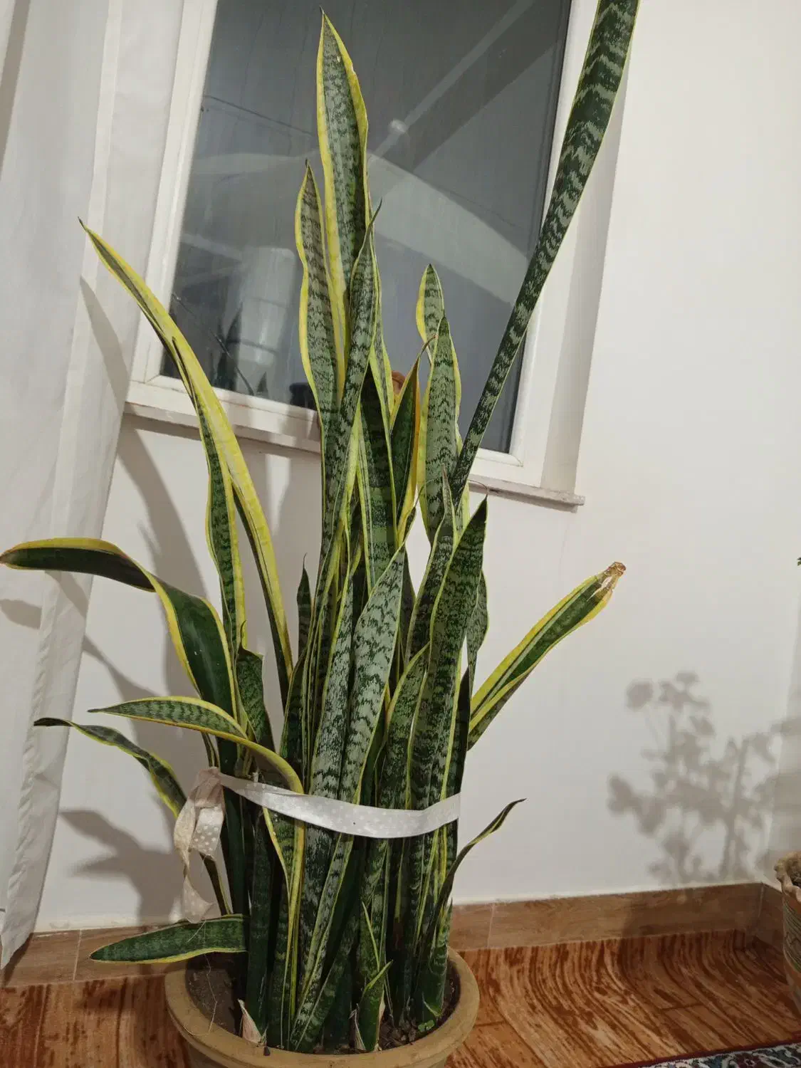 گل شاداب|گل و گیاه طبیعی|میاندوآب, |دیوار