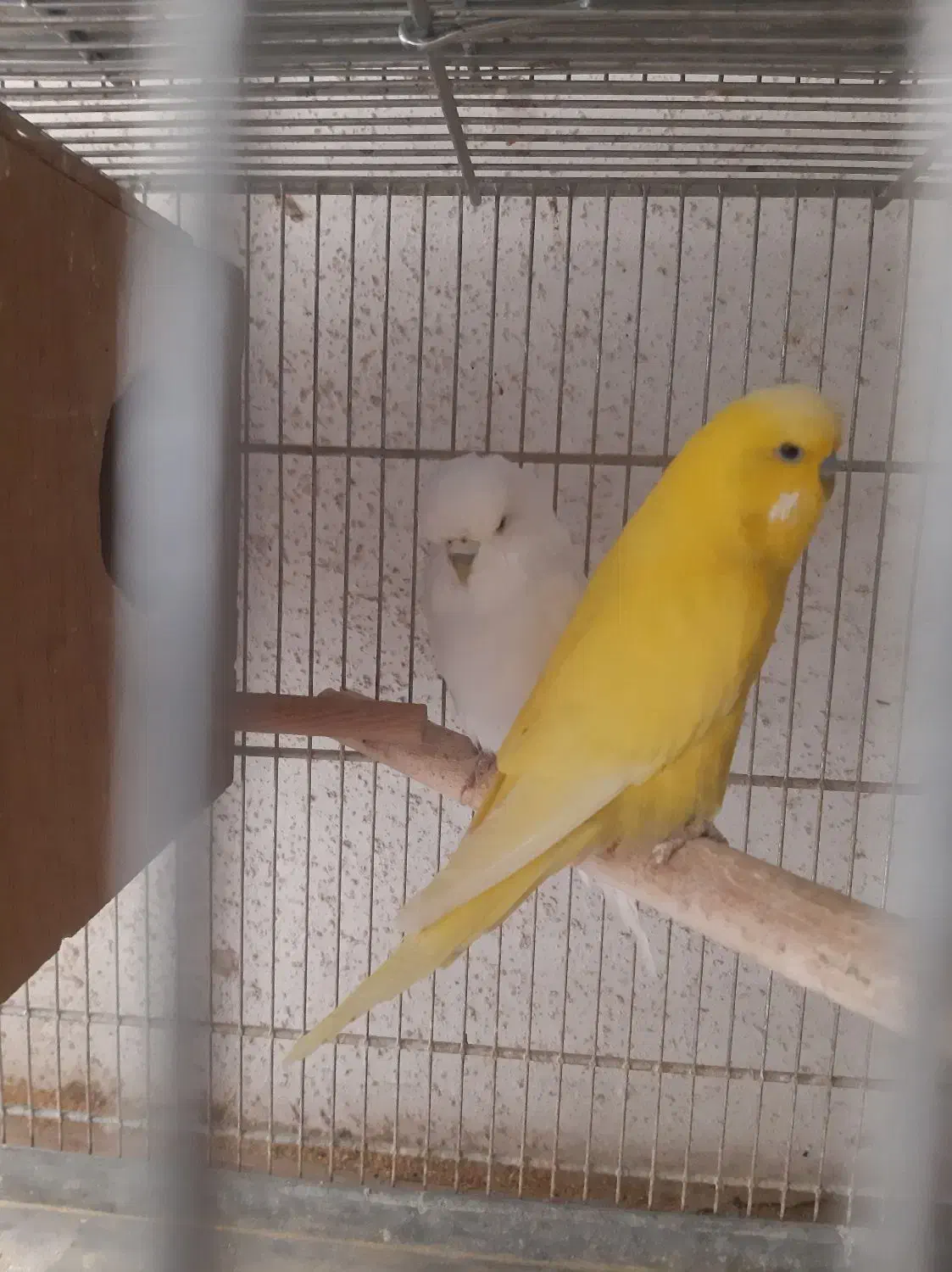 مرغ عشق هلندی گریدB جوجه داده|پرنده|اندیشه, اندیشه فاز ۵|دیوار