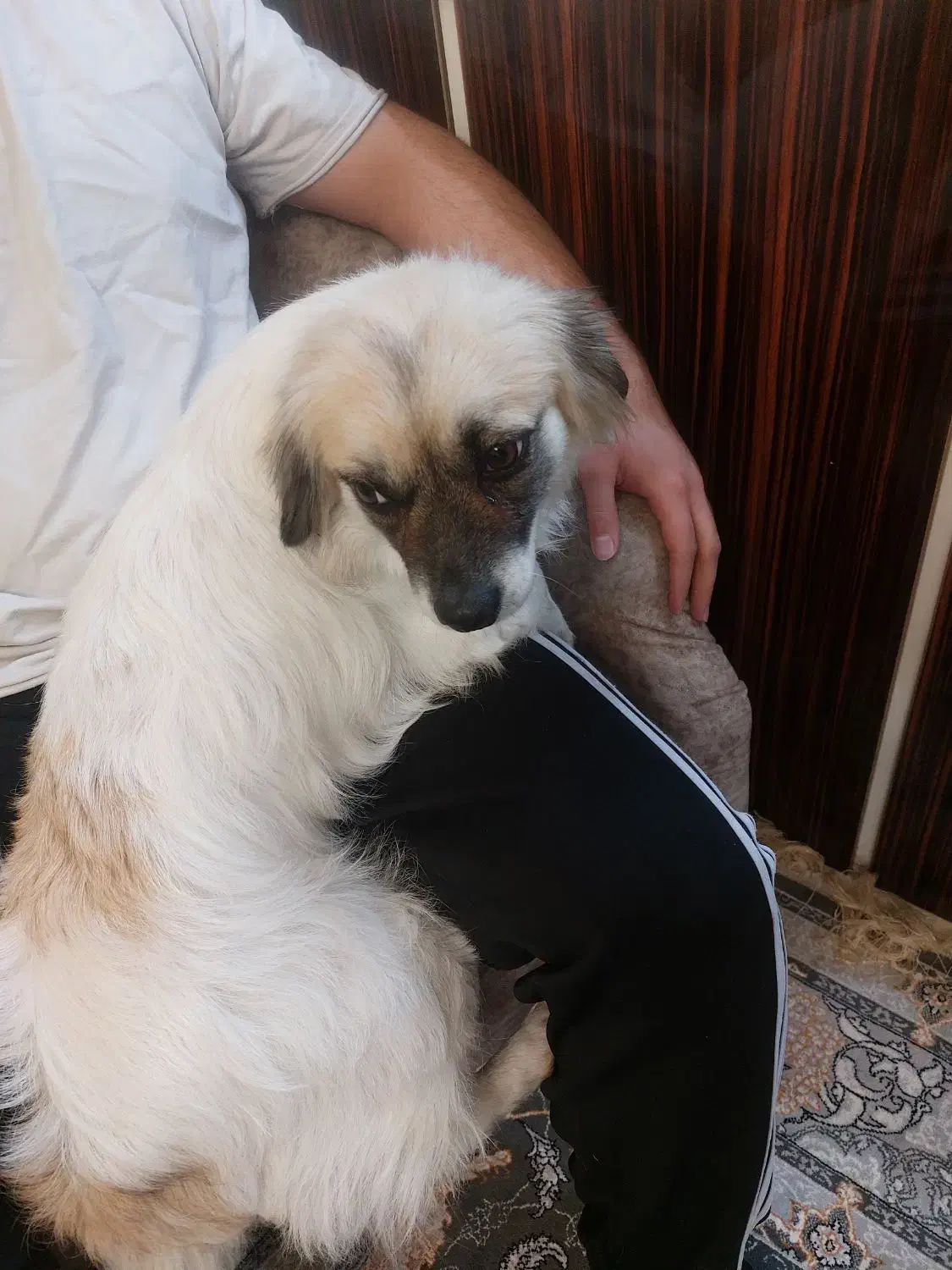 سگ پیدا شده|حیوانات|آمل, |دیوار