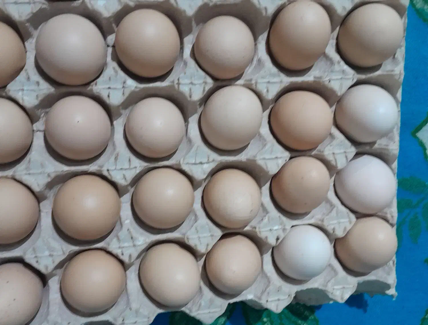 تخم مرغ محلی|خوردنی و آشامیدنی|ارومیه, |دیوار