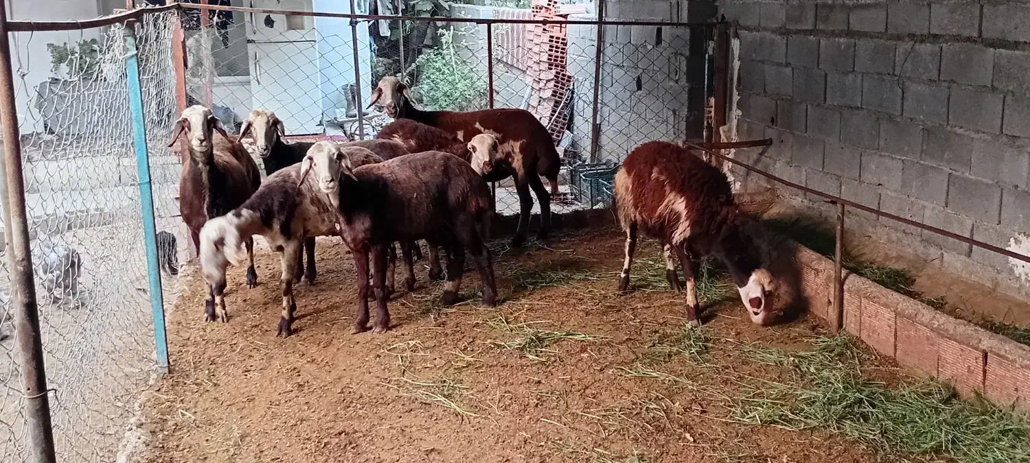 ۵راس میش پلنگی بروجردی ابستن با دوتا بره قوچ پلنگی|حیوانات مزرعه|نکا, |دیوار