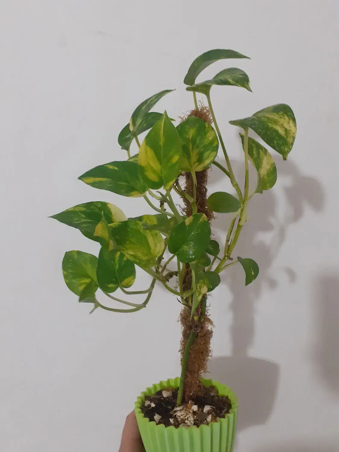 گل پتوس|گل و گیاه طبیعی|رشت, فلسطین|دیوار