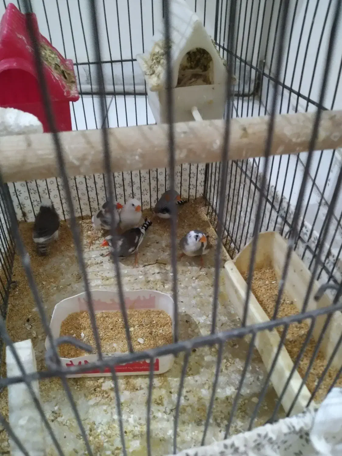 6 عدد فنج مولد|پرنده|تهران, جیحون|دیوار