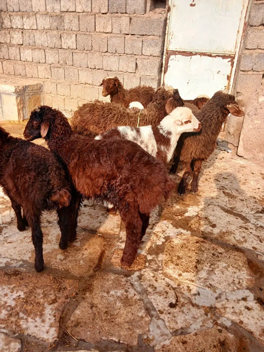 گوسفندبابره جوان وشیره دار|حیوانات مزرعه|سنندج, |دیوار