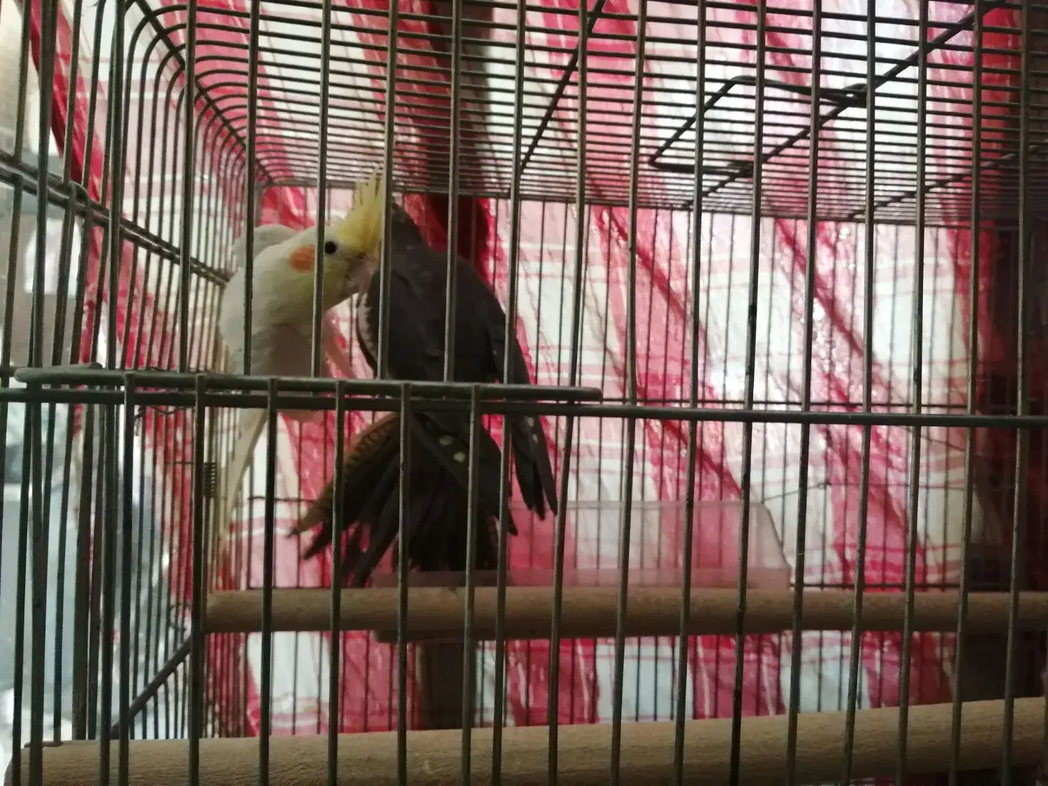 پرنده|پرنده|بروجن, |دیوار